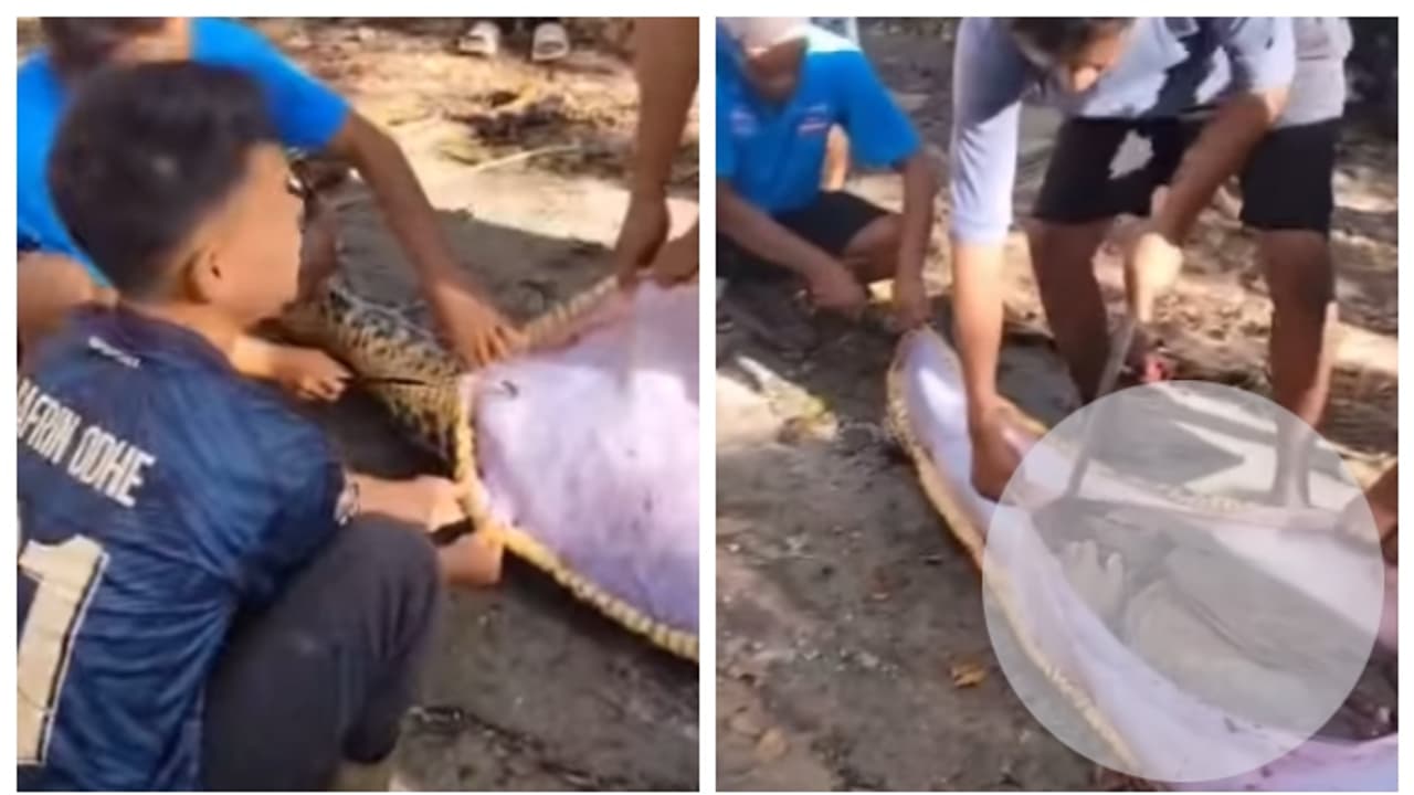 Locals cut python's stomach to find missing person