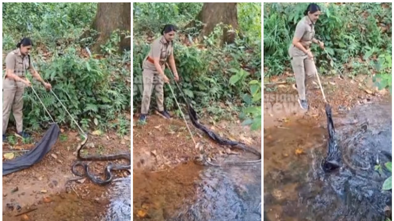 snake catcher king cobra