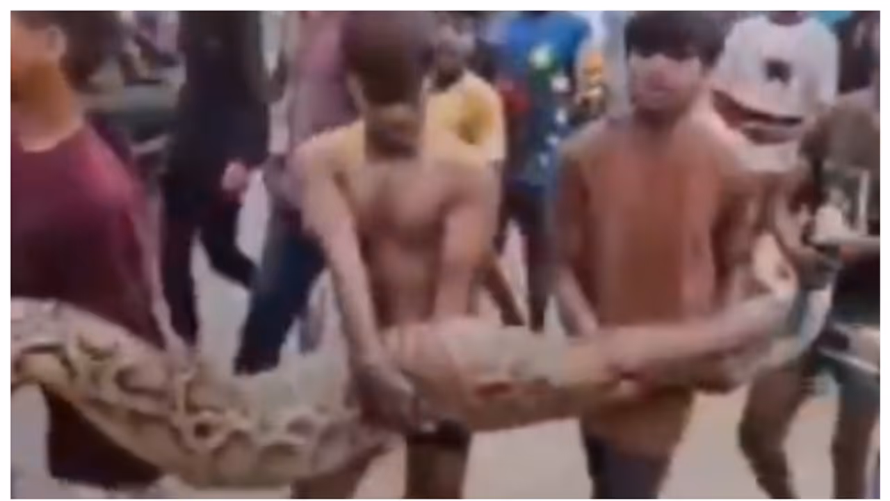 Kids Carry 15 Foot Long Python