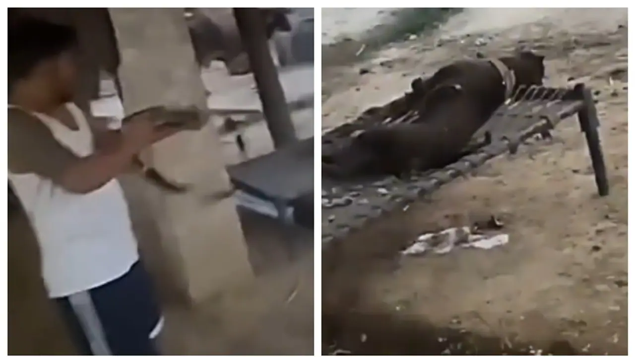 man shot and killed a dog with double barrel gun man shot and killed a dog with double barrel gun