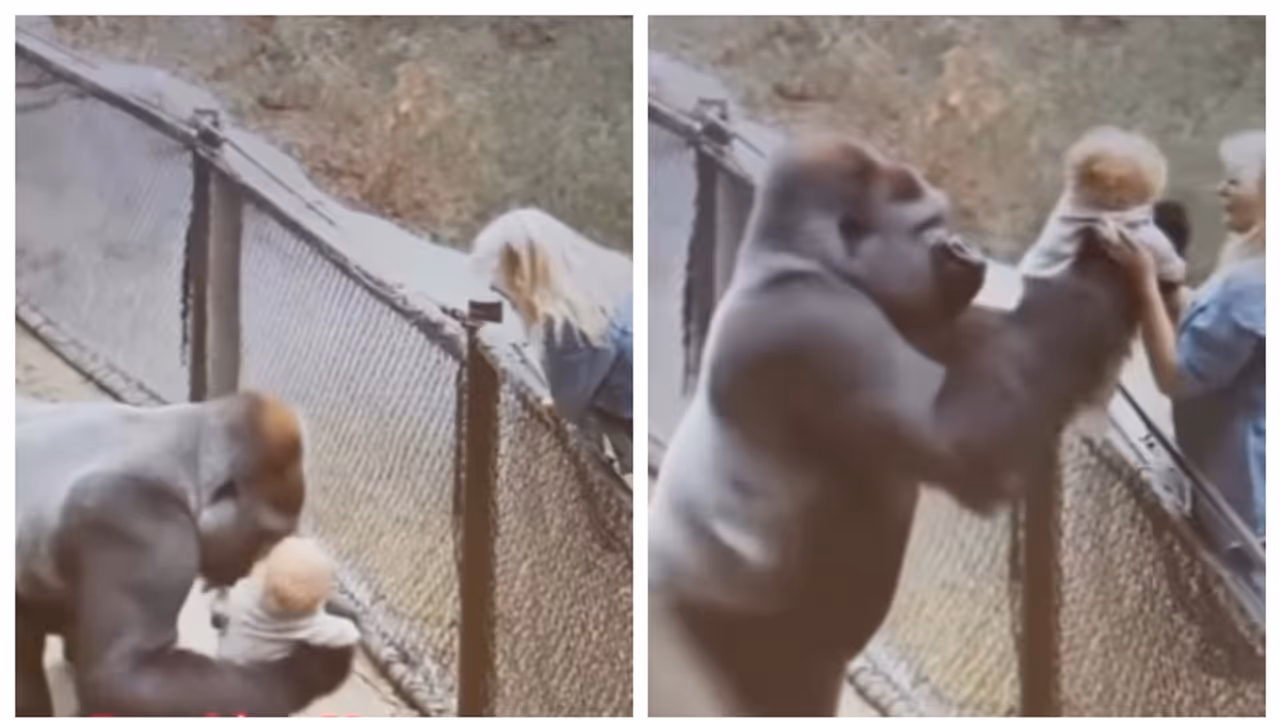 gorilla picking up the child who fell in his cage and hand over to mother gorilla picking up the child who fell in his cage and hand over to mother