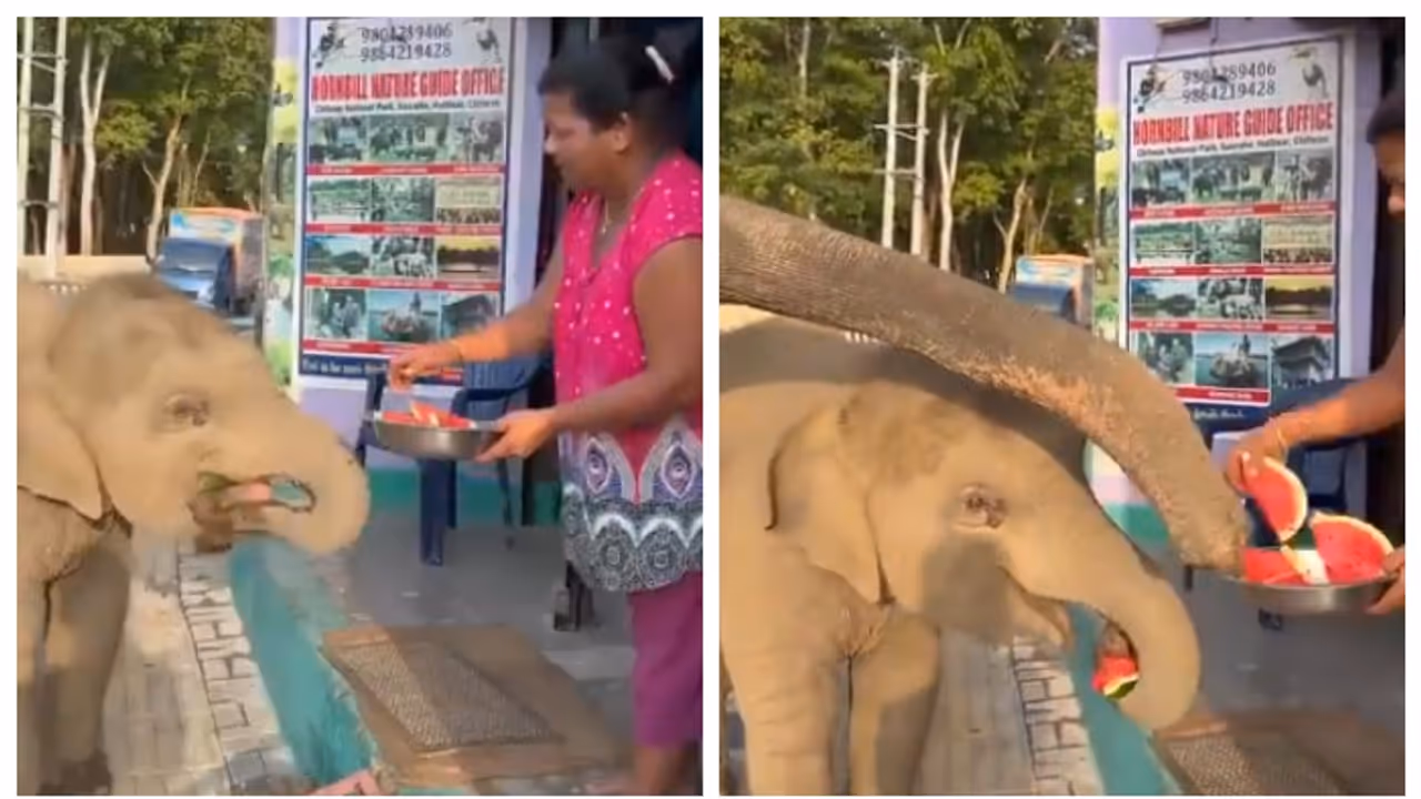 shop owner give watermelon to elephant shop owner give watermelon to elephant