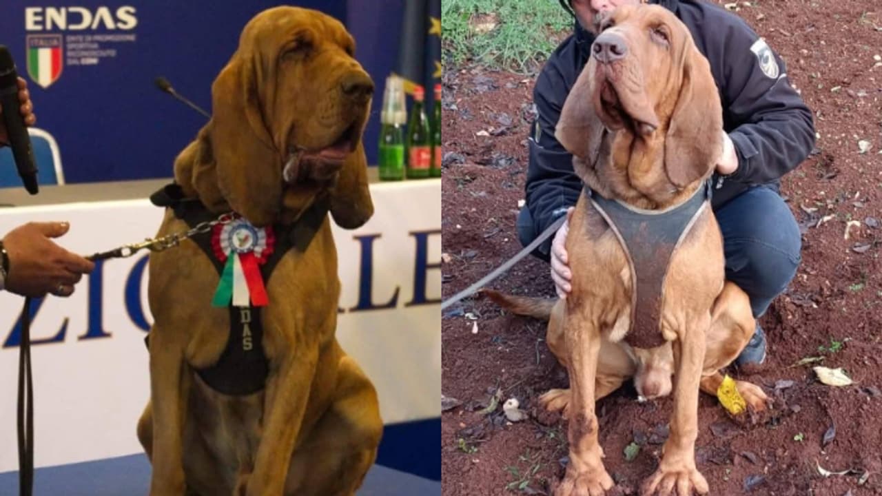 italian police dog bruno italian police dog bruno