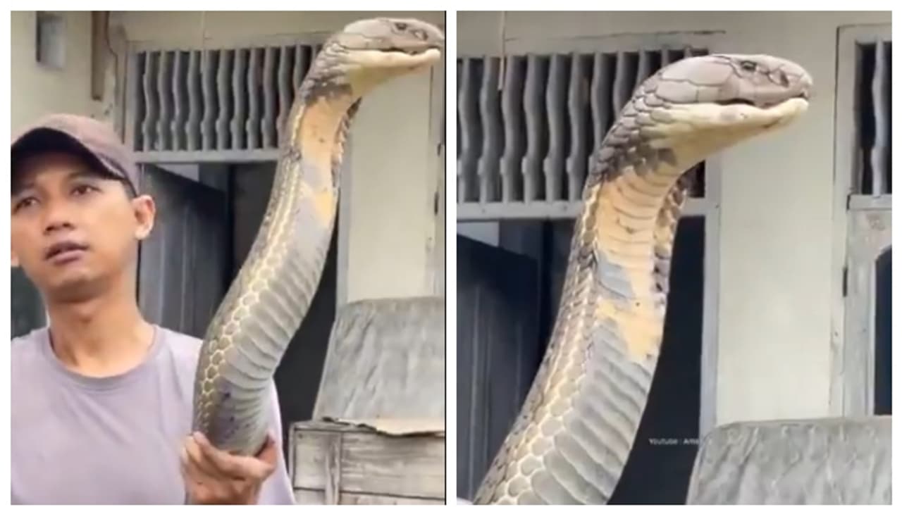 king cobra king cobra