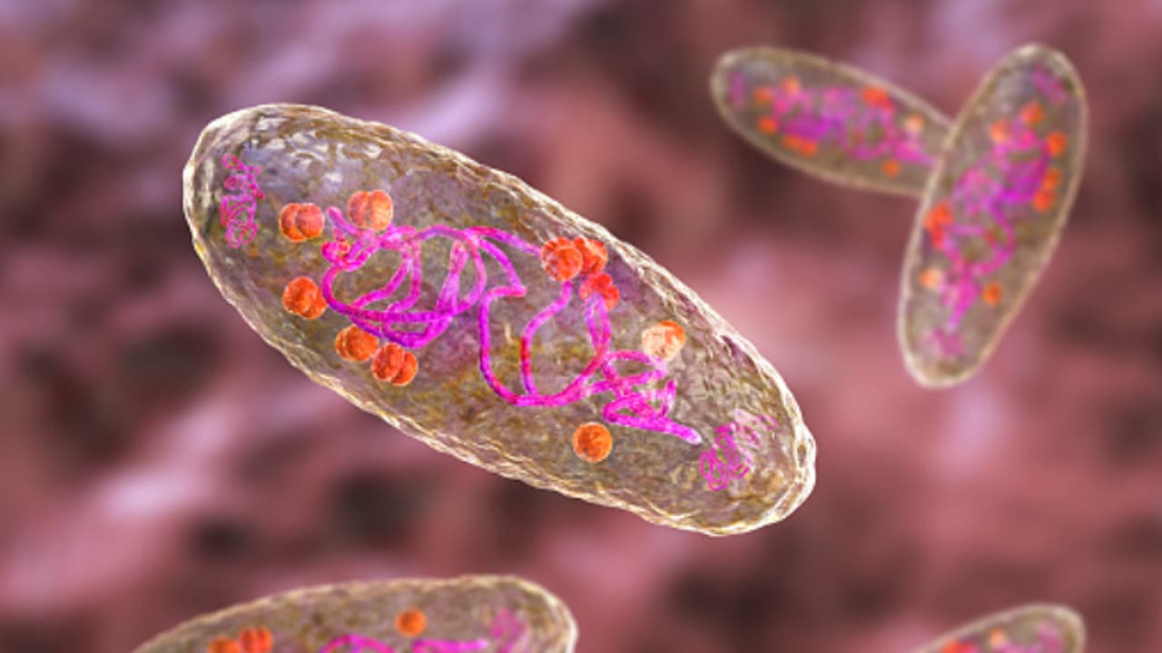 Plague bacteria Yersinia pestis Plague bacteria Yersinia pestis