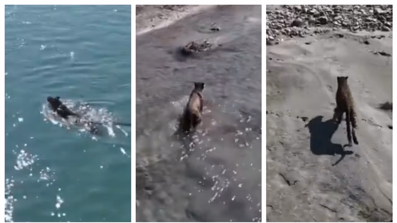 leopard swims to freedom