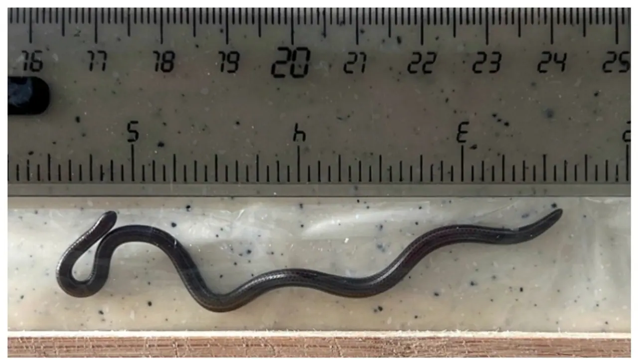 Barbados threadsnake Barbados threadsnake