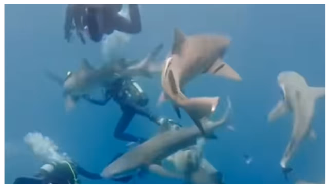 Shark Attack on diving team in florida Shark Attack on diving team in florida