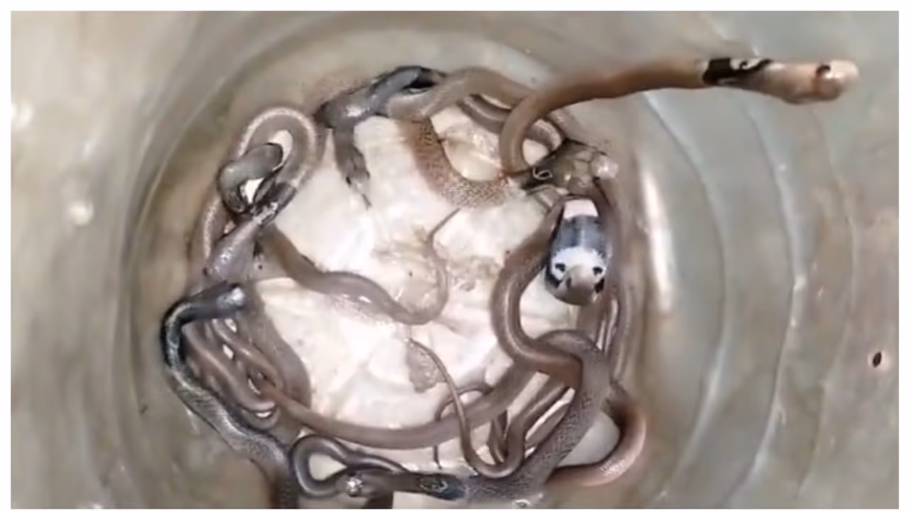 11 Cobra Snakes were caught from inside the house