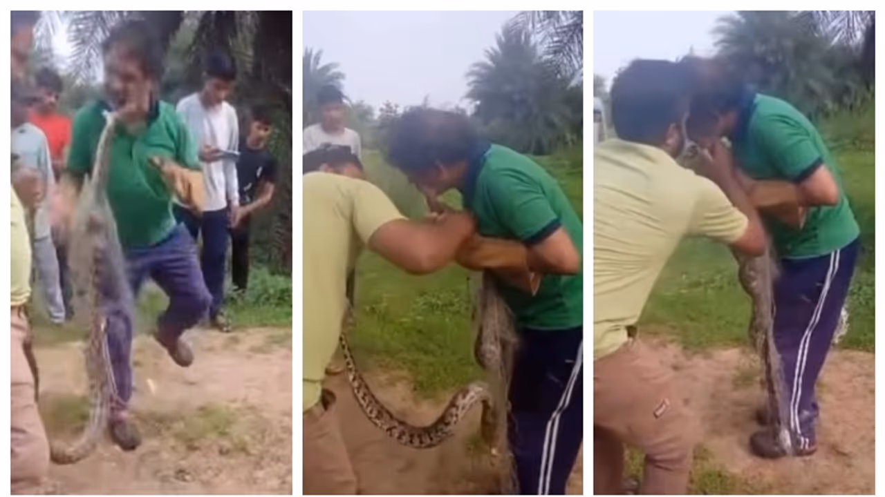 Giant Python Bites Man's Cheek Giant Python Bites Man's Cheek