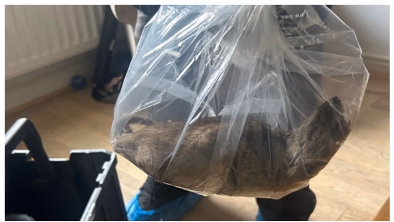 22 inch rat 22 inch rat