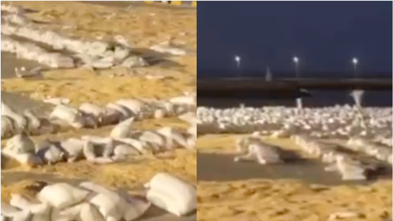 drugs seized drugs seized