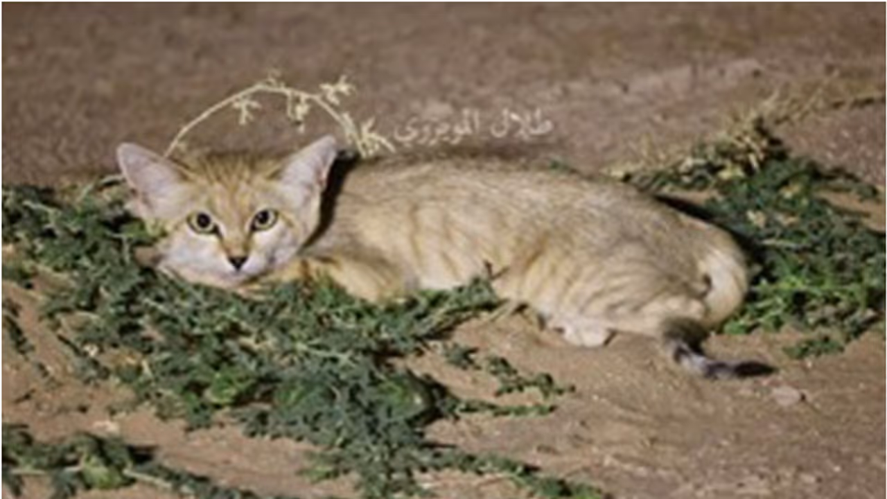 sand cats spotted
