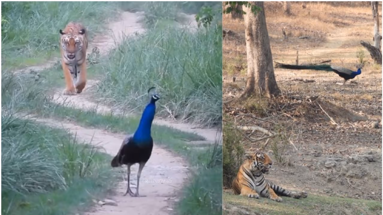 National Animal Tiger and Bird peacock