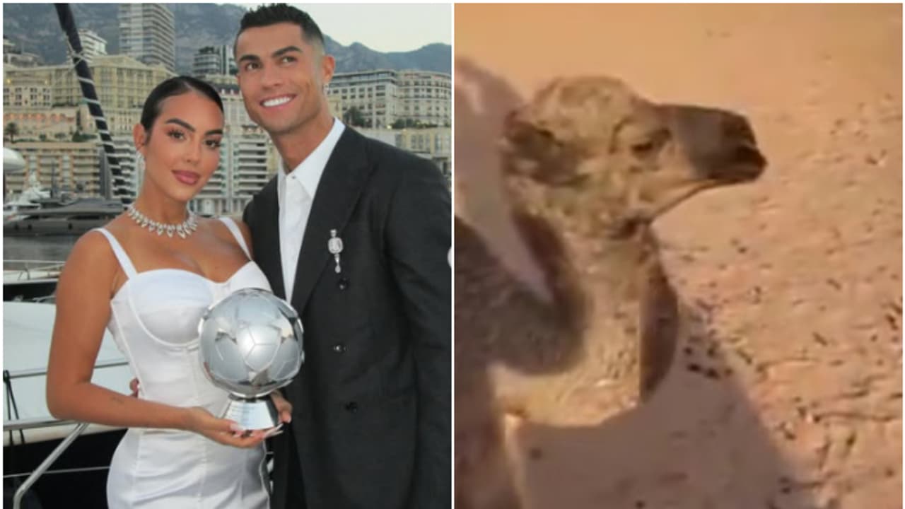 journalist gifts camel to Cristiano Ronaldo journalist gifts camel to Cristiano Ronaldo
