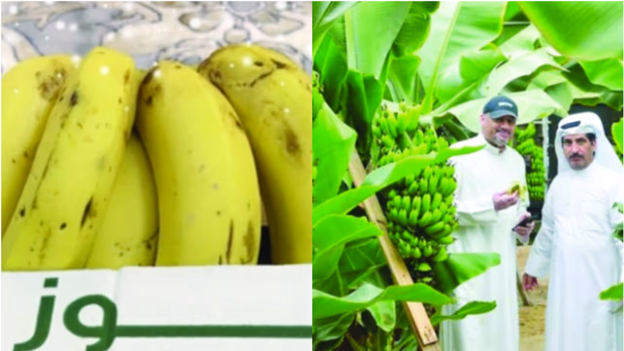 kuwait banana kuwait banana