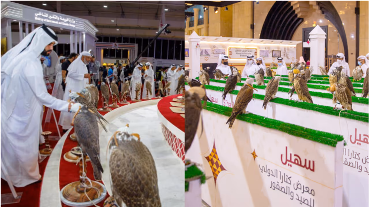 suhail hunting falcons exhibition