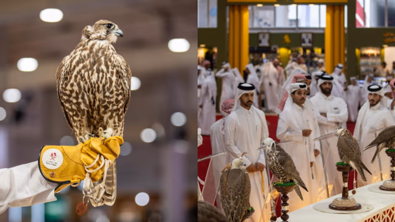 falcon festival falcon festival