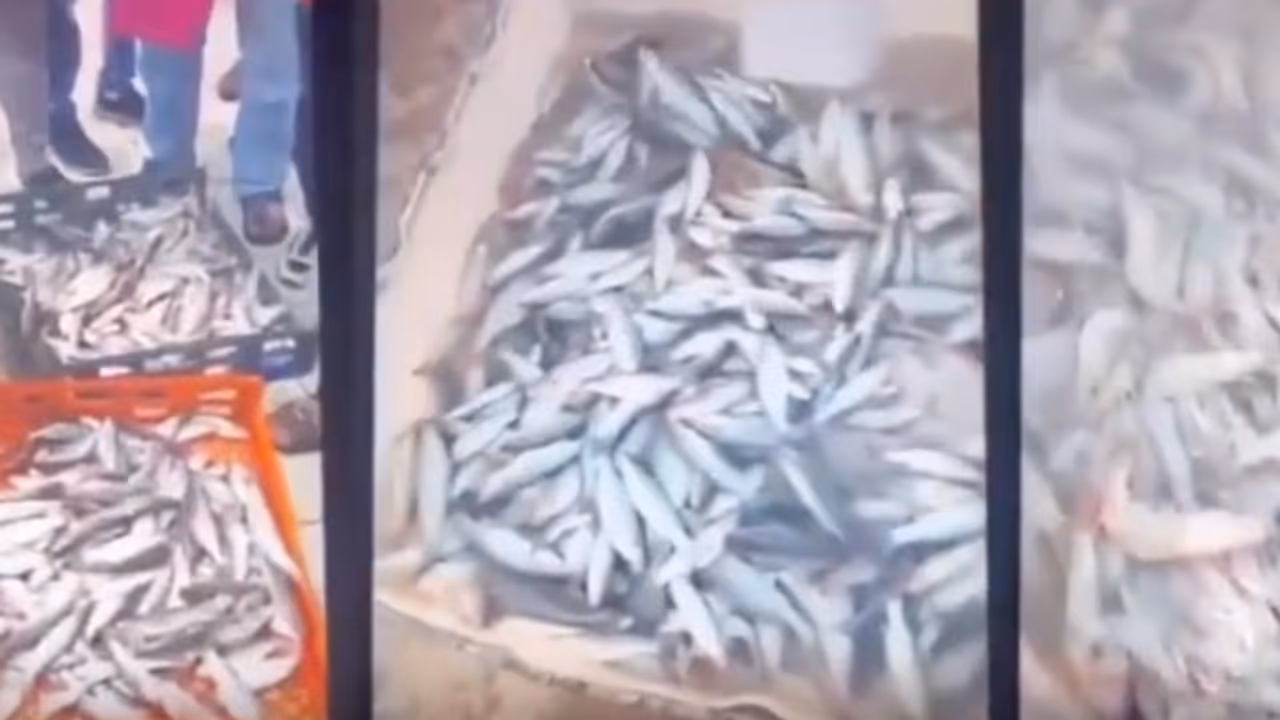 illegal fishing illegal fishing