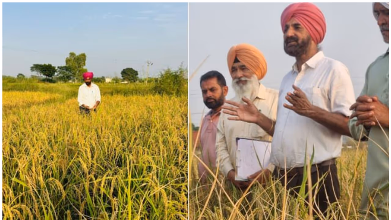 Nancy Tiwari Nancy Tiwari