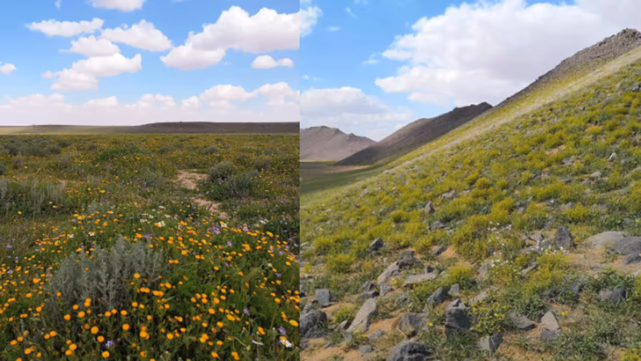 saudi arabia saudi arabia