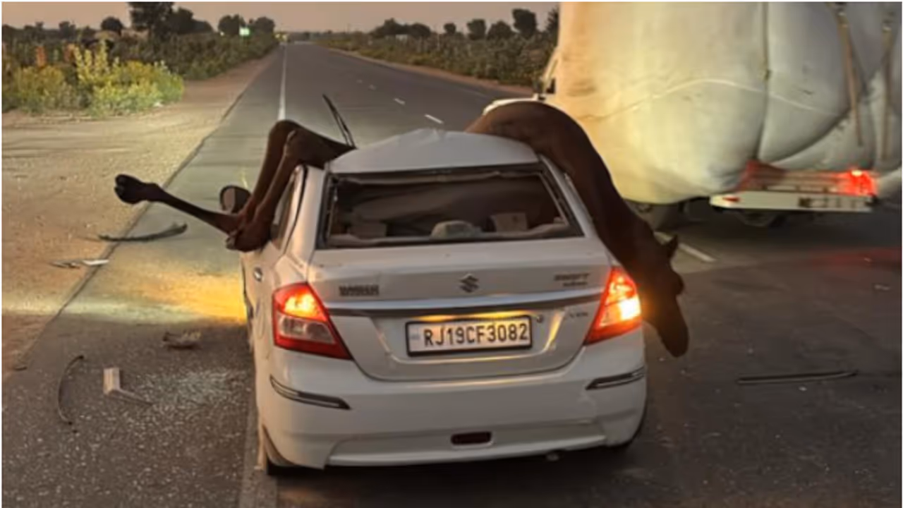 car collided with camel 