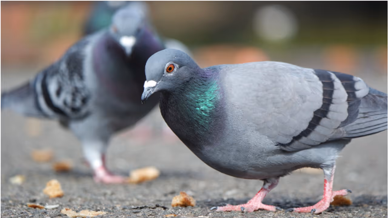  pigeon