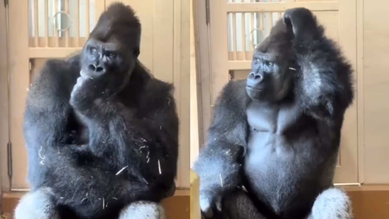 Heartbroken Gorilla Goes Viral, Internet Says ‘He’s Every Married Man Ever’ (WATCH VIDEO) Heartbroken Gorilla Goes Viral, Internet Says ‘He’s Every Married Man Ever’ (WATCH VIDEO)