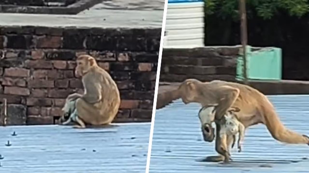Heartbreaking! Viral Video Shows Mother Monkey Refusing To Let Go Of Her Dead Baby, Leaves Internet In Tears (WATCH) Heartbreaking! Viral Video Shows Mother Monkey Refusing To Let Go Of Her Dead Baby, Leaves Internet In Tears (WATCH)