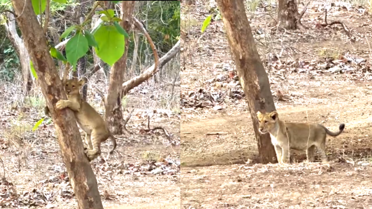 Watch: Lion Cub's Tree Climbing Adventure In Gir Goes Viral Online Watch: Lion Cub's Tree Climbing Adventure In Gir Goes Viral Online