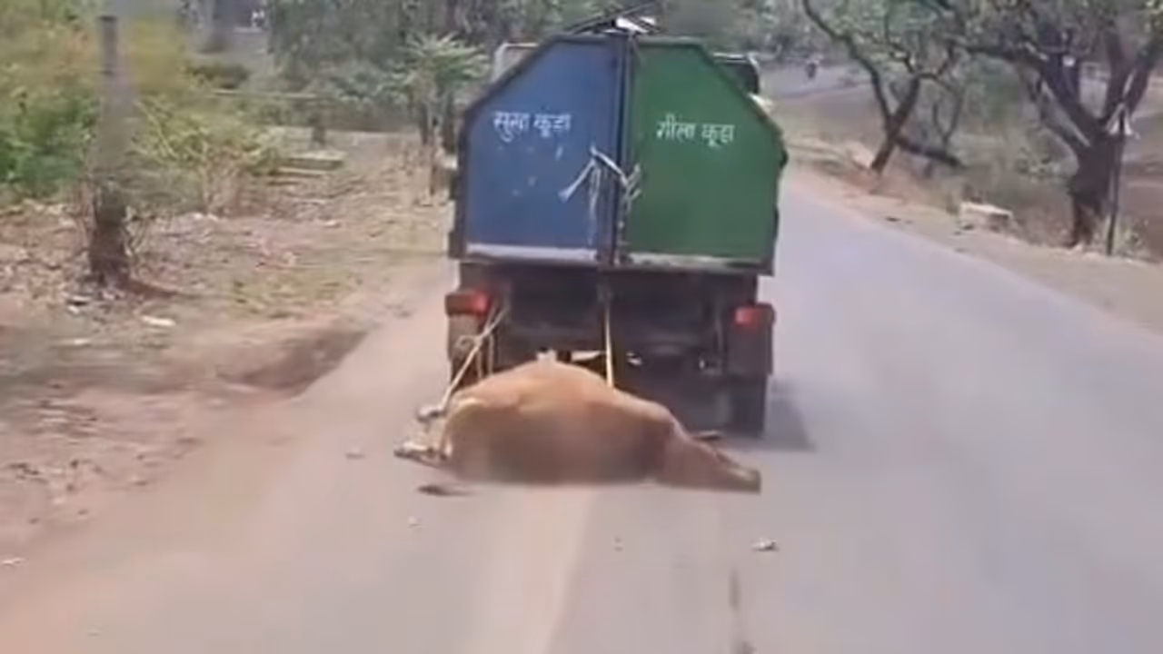 Watch: Garbage Vehicle Seen Dragging Dead Cow By 1 Km Through MP Village, Viral Video Sparks Anger Watch: Garbage Vehicle Seen Dragging Dead Cow By 1 Km Through MP Village, Viral Video Sparks Anger