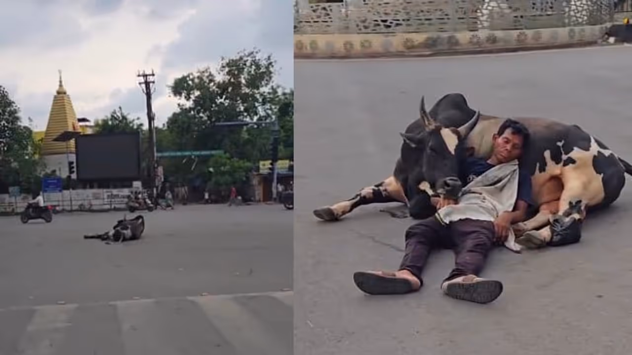 Viral Video: Man Sleeps Peacefully on Bull’s Belly Amid Traffic, Leaves Internet Baffled (WATCH) Viral Video: Man Sleeps Peacefully on Bull’s Belly Amid Traffic, Leaves Internet Baffled (WATCH)