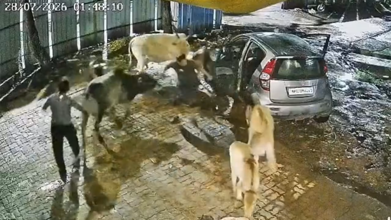Pune Viral Video: CCTV Captures 3 Men Stealing Cow, Police Launch Investigation (WATCH) Pune Viral Video: CCTV Captures 3 Men Stealing Cow, Police Launch Investigation (WATCH)
