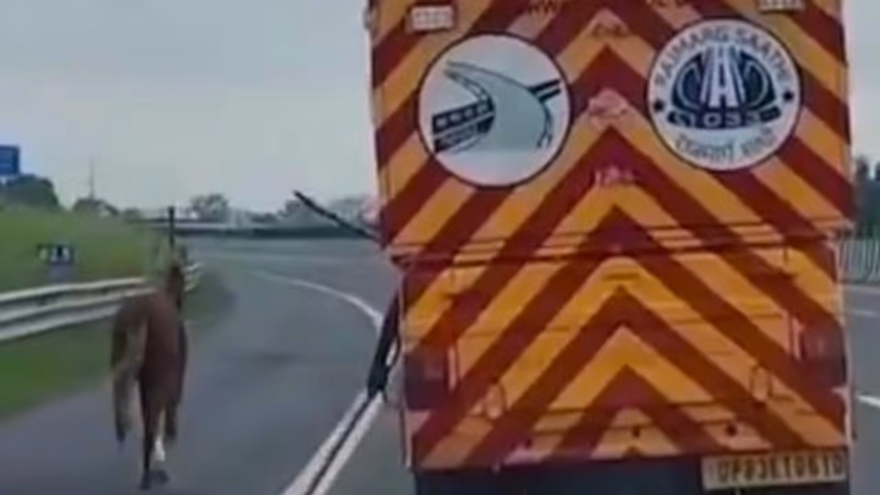 Watch: Horse Runs Wild On Lucknow Kanpur Expressway, NHAI Team Chases It For 7 Km; Video Goes Viral Watch: Horse Runs Wild On Lucknow Kanpur Expressway, NHAI Team Chases It For 7 Km; Video Goes Viral