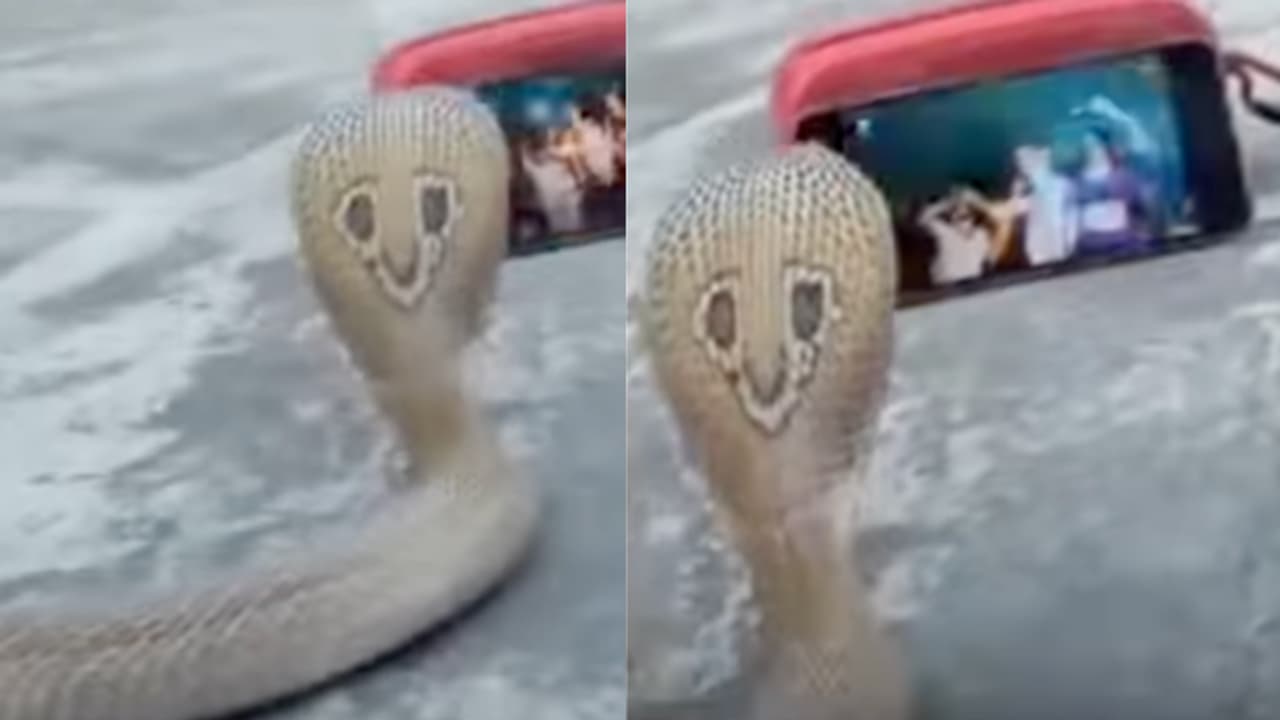 WHAT! Cobra Spotted Watching Bhojpuri Songs on Smartphone; Netizens Joke, 'He's Remembering His Past Life' WHAT! Cobra Spotted Watching Bhojpuri Songs on Smartphone; Netizens Joke, 'He's Remembering His Past Life'