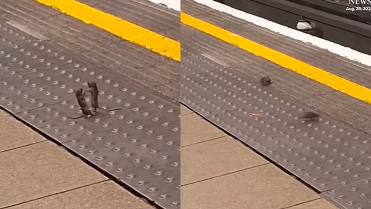 London Underground Turns Boxing Ring As Two Mice ‘Throw Punches’, Viral Video Has Internet In Splits | WATCH London Underground Turns Boxing Ring As Two Mice ‘Throw Punches’, Viral Video Has Internet In Splits | WATCH