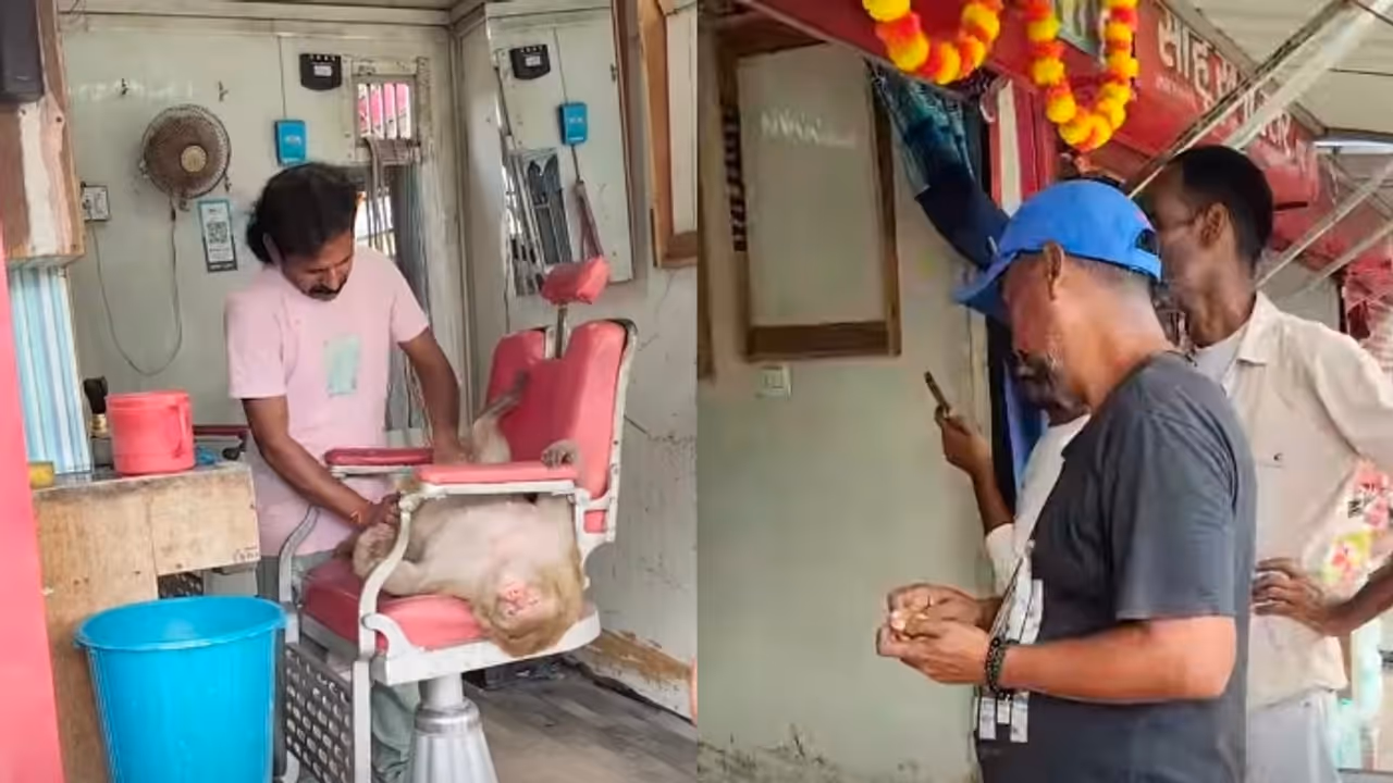 WATCH: Monkey Walks Into Salon, Sits Like A VIP Customer And Gets Head Massage; Video Goes Viral WATCH: Monkey Walks Into Salon, Sits Like A VIP Customer And Gets Head Massage; Video Goes Viral