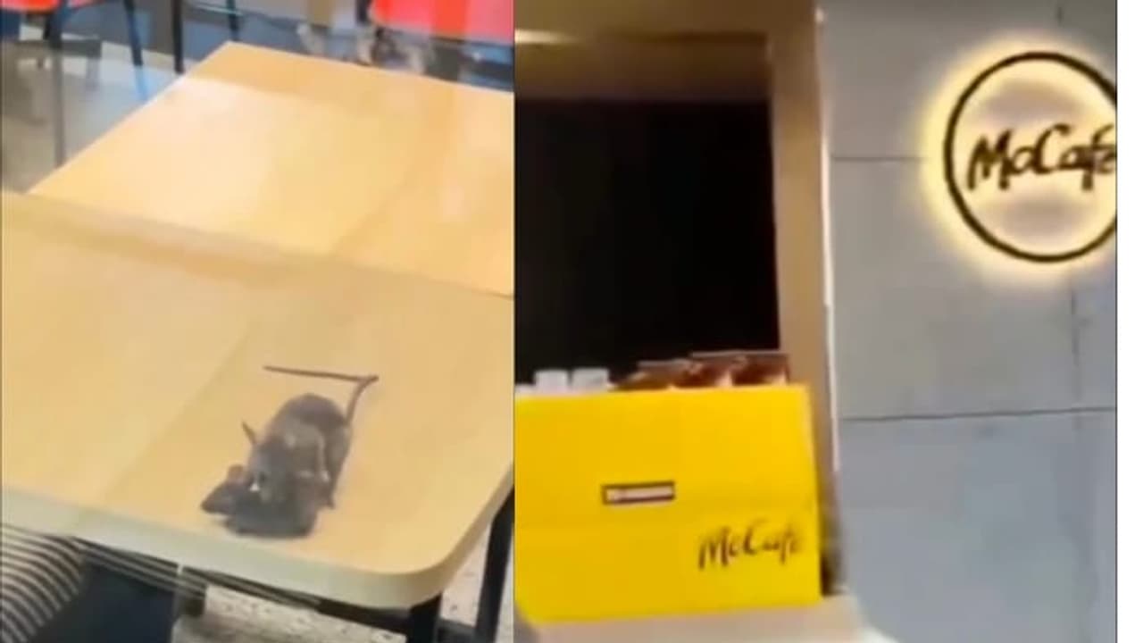 Rats Spotted in McDonald’s Dining Area in Gujarat, Outlet Fined Rs 3,000 | WATCH Viral Video Rats Spotted in McDonald’s Dining Area in Gujarat, Outlet Fined Rs 3,000 | WATCH Viral Video