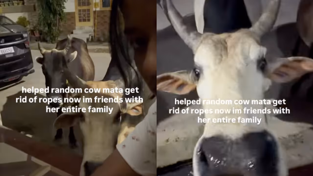 Woman Frees Cow From Ropes, Entire Herd Comes to Greet Her: ‘They Added You to Close Friends’ — WATCH Woman Frees Cow From Ropes, Entire Herd Comes to Greet Her: ‘They Added You to Close Friends’ — WATCH
