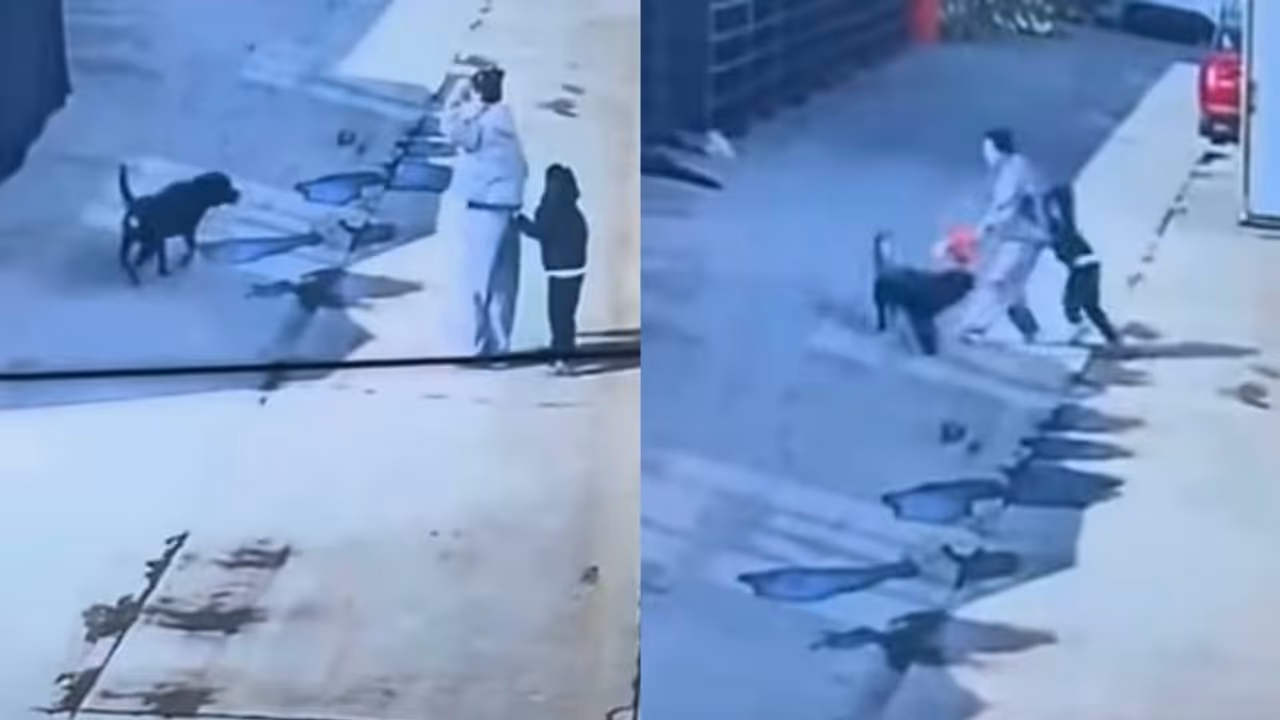 Mother Protects Daughter From Dog in China; What Happens Next Goes Viral! Mother Protects Daughter From Dog in China; What Happens Next Goes Viral!