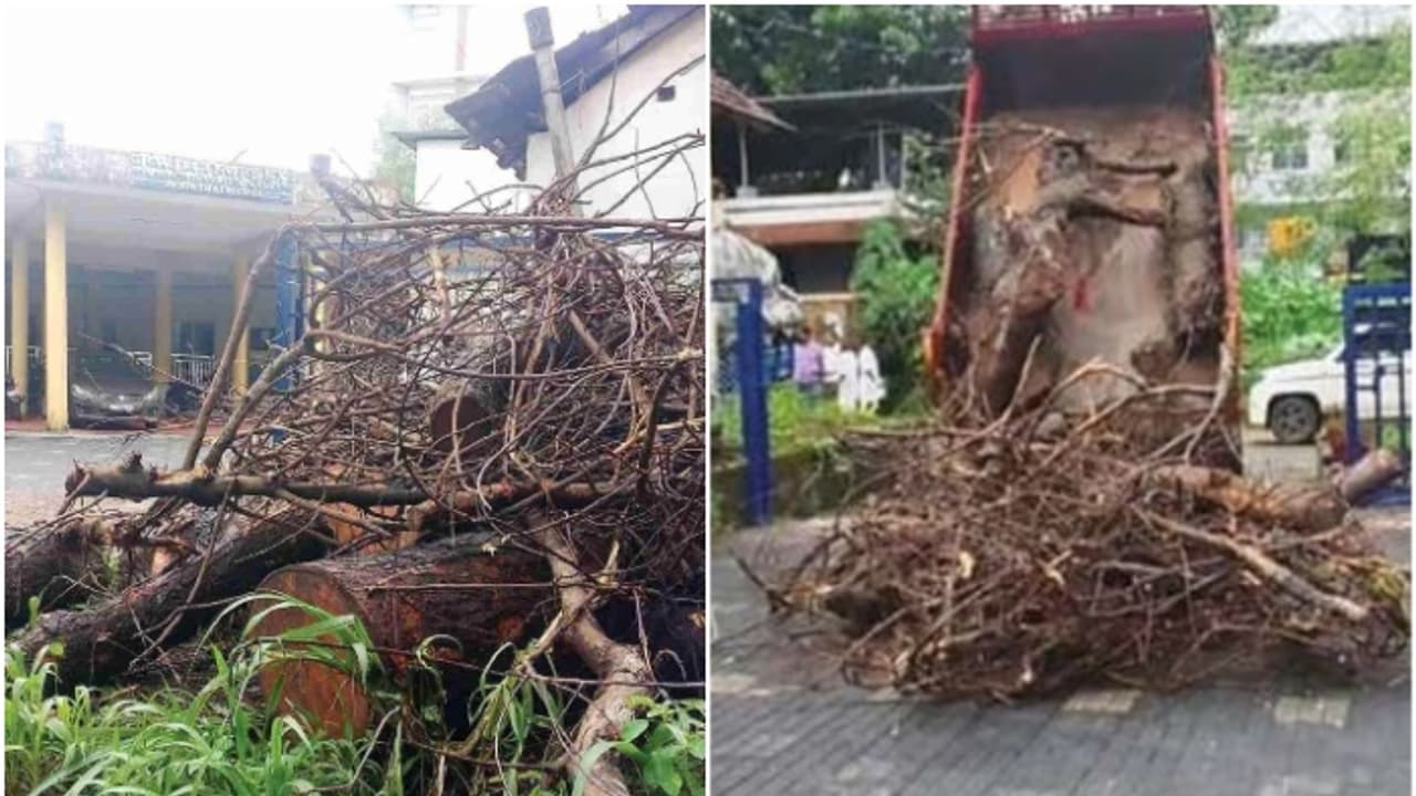 Wood dumped in PWD office