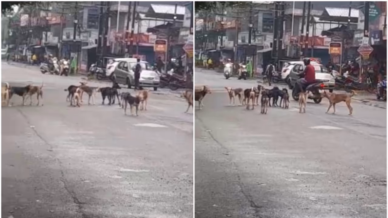 Stray dog in palakkad