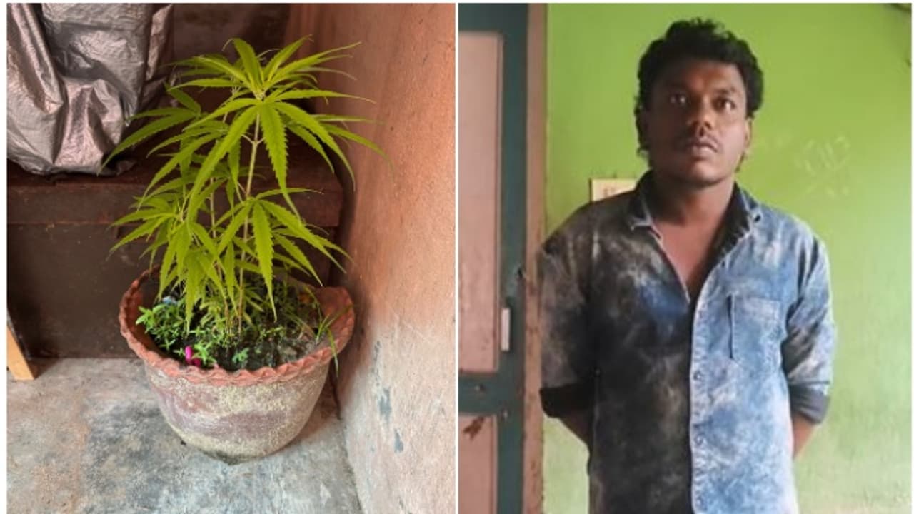 Kollam tsunami flat ganja Kollam tsunami flat ganja