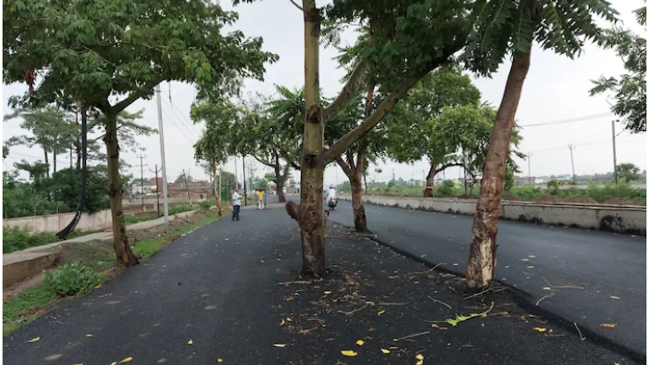 trees in middle of road