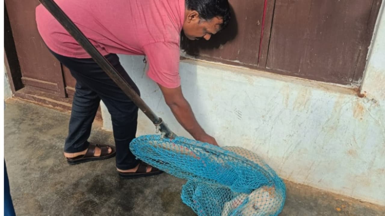 Thrissur stray dog vaccination 