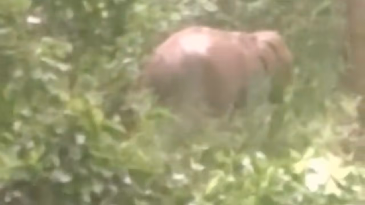 Wayanad kullan elephant