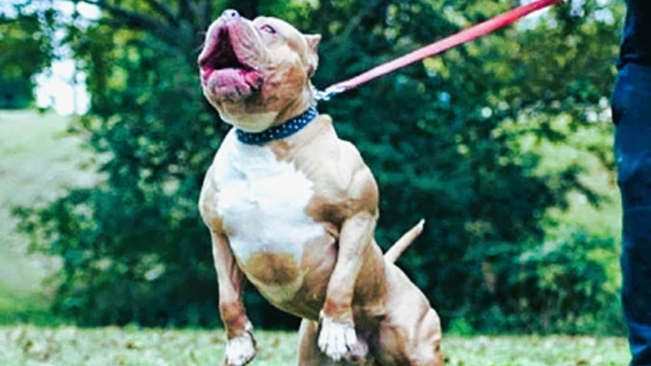 Chandigarh Bulldog Bite Case Chandigarh Bulldog Bite Case