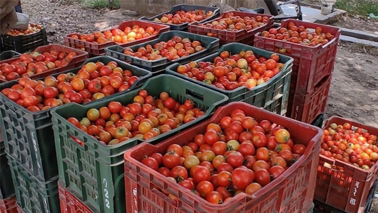 Tomato Prices in India Tomato Prices in India