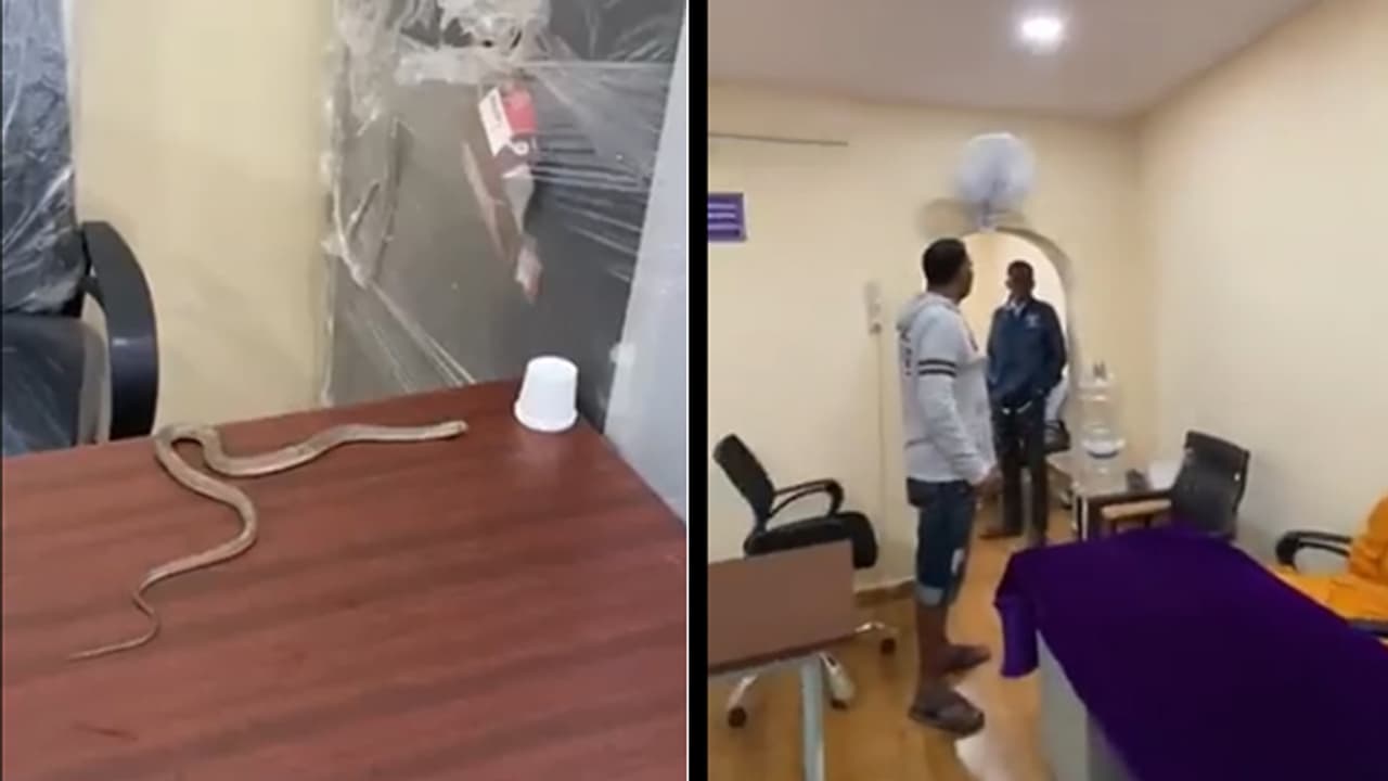 a person leaving a snake in GHMC