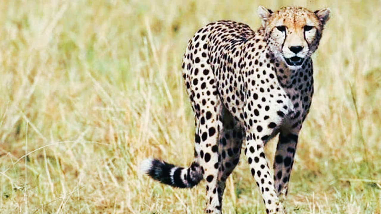 female cheetah Dhatri Tiblisi dead female cheetah Dhatri Tiblisi dead